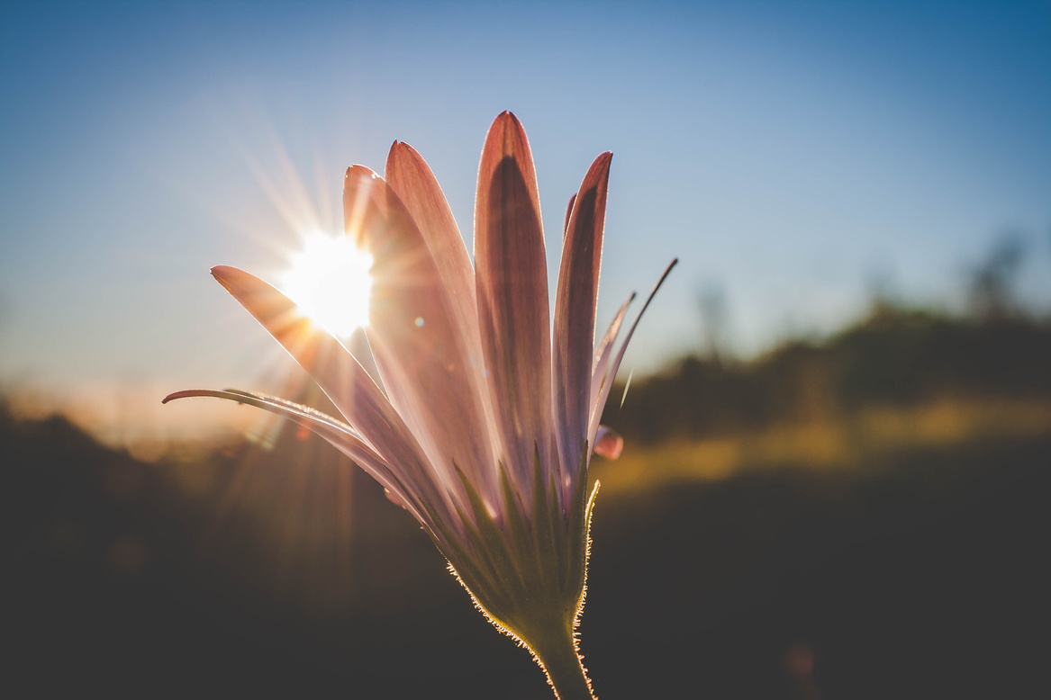 Pink Flowers With Sunlight